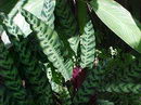 Rattlesnake Plant
